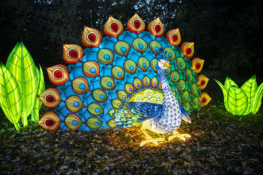 Paw. Ogrody Światła: Garden of Lights Dzika Azja w zoo Wrocław&nbsp;